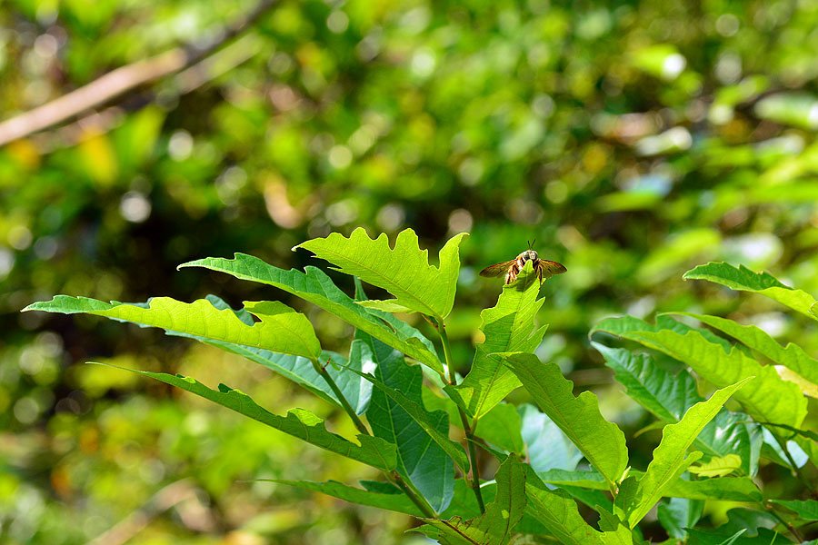 白領帶木蜂