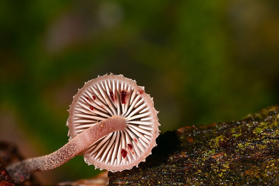 紅紫柄小菇