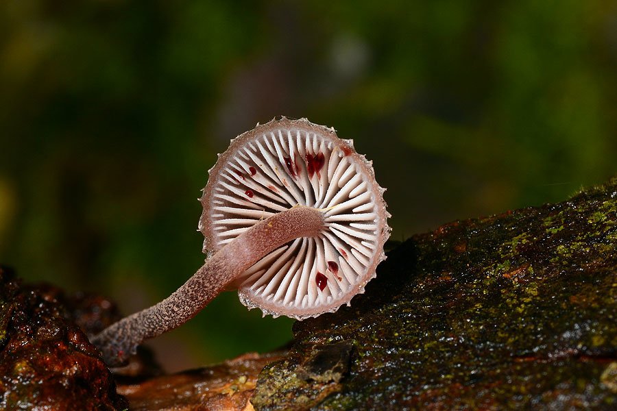 紅紫柄小菇