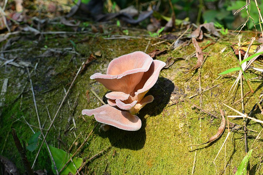 DSC_1338.JPG