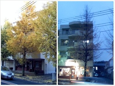 collage,fall.jpg