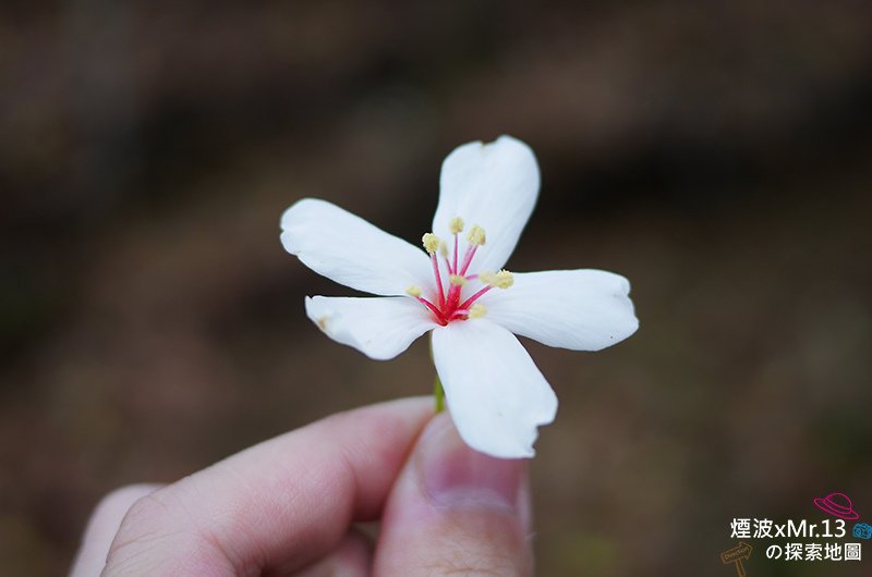 彰化賞桐花25