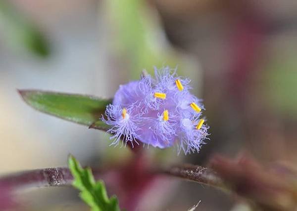 DSC_1853a.jpg