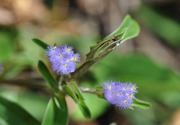 DSC_1951aaa.jpg
