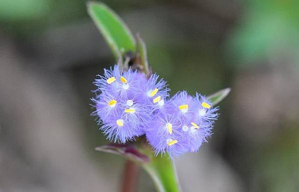 DSC_1961aaa.jpg