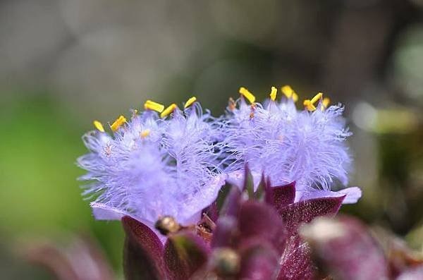 DSC_1989aaa.jpg