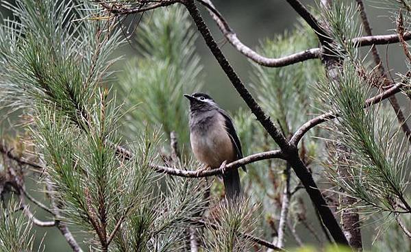 DSC_2921a.jpg