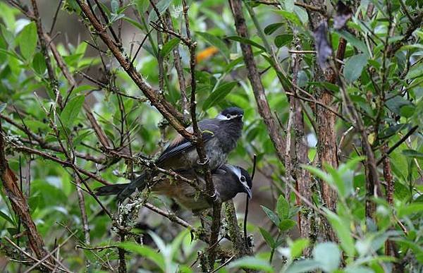 DSC_2950a.jpg