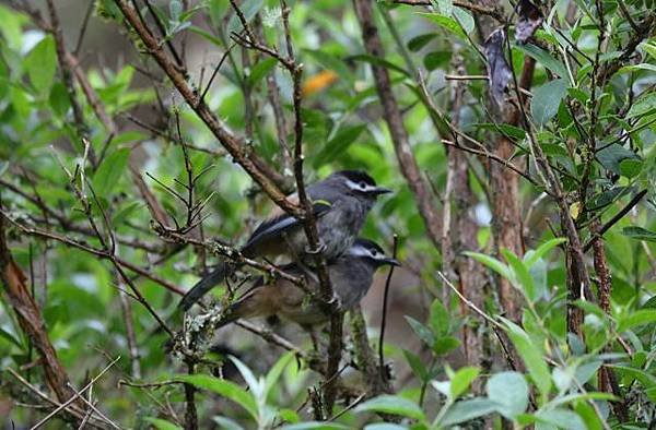 DSC_2951a.jpg