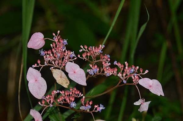 DSC_1318a.jpg
