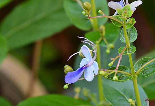 DSC_1455a.jpg