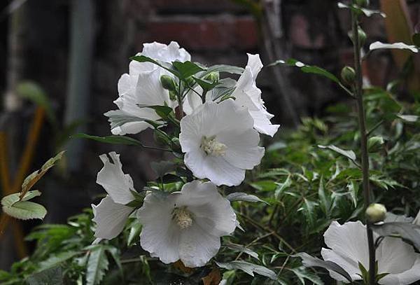 DSC_1852a.jpg