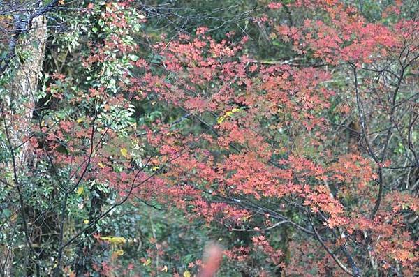 DSC_2393a.jpg