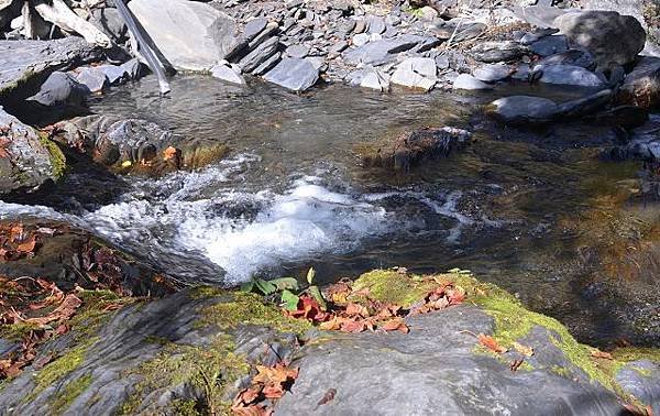 DSC_2403a.jpg