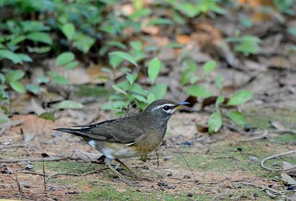 DSC_5378aa.jpg