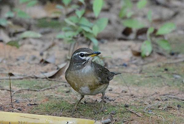 DSC_5382a.jpg