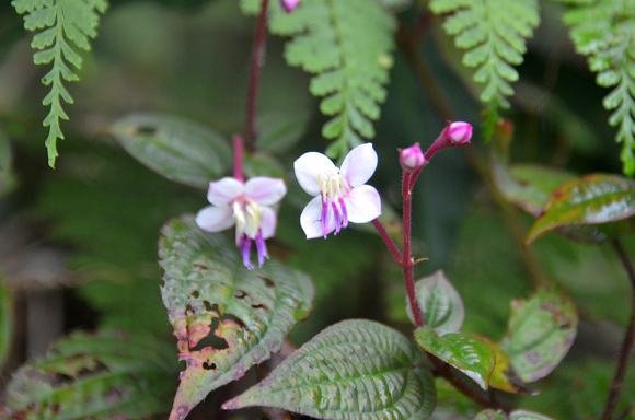 DSC_1599a.jpg
