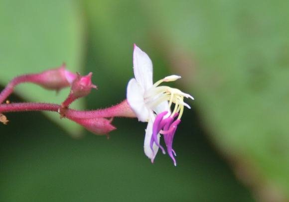 DSC_1616a.jpg