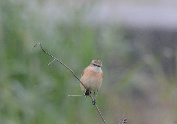 DSC_6656a.jpg