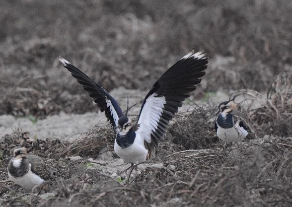 DSC_7577aaaaa.jpg