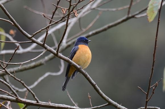 DSC_7647a.jpg