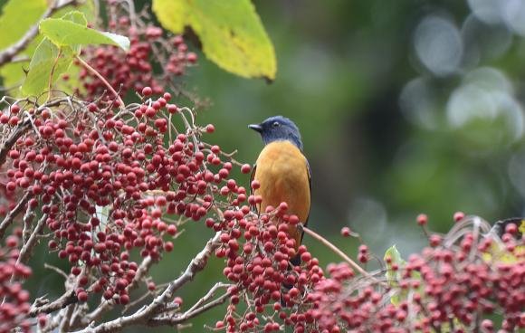 DSC_7666a.jpg