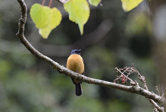 DSC_7781a.jpg