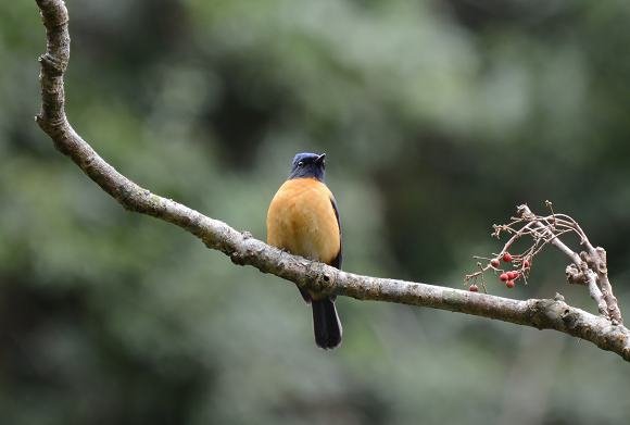 DSC_7784a.jpg