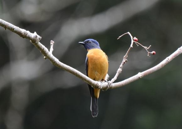 DSC_7786a.jpg