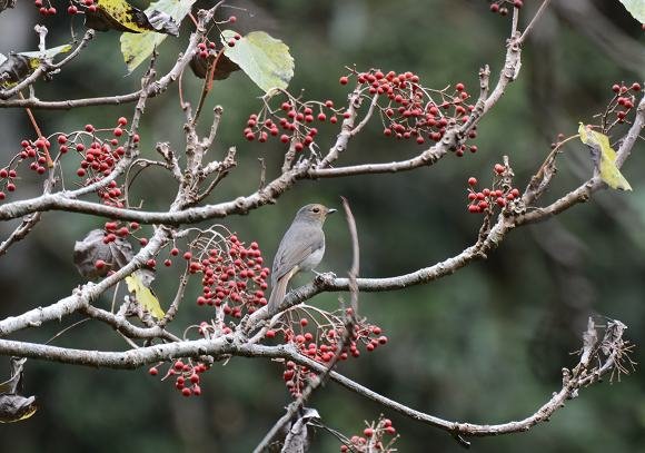 DSC_7791a.jpg