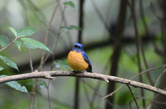 DSC_7800aaa.jpg