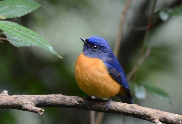 DSC_7811a.jpg