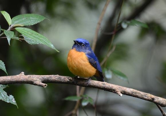 DSC_7812a.jpg