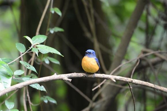 DSC_7822a.jpg