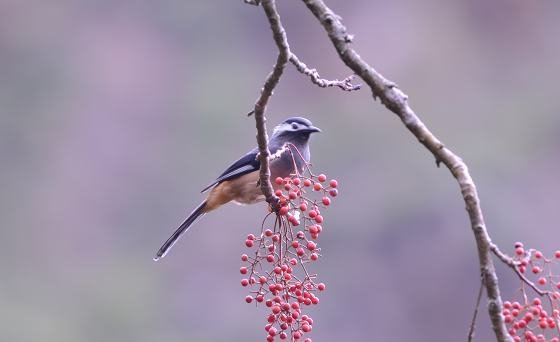 DSC_2663a.jpg