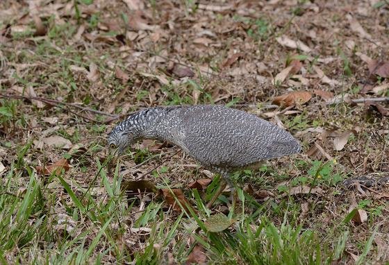 DSC_8864a.jpg