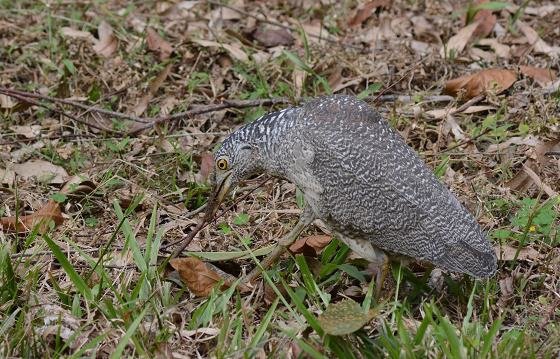 DSC_8869aaaa.jpg