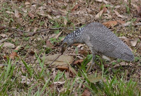 DSC_8871aaa.jpg