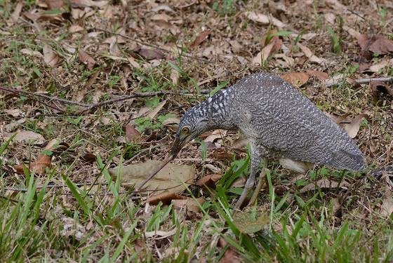 DSC_8873a.jpg