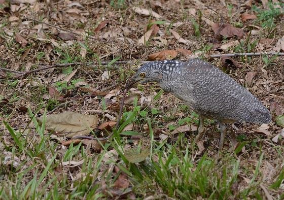 DSC_8874aaaa.jpg