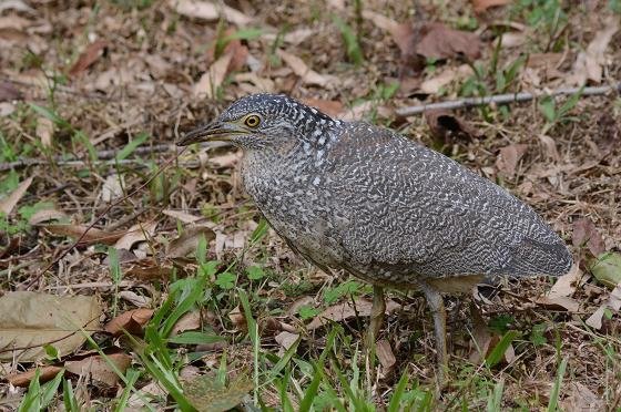 DSC_8876aaa.jpg