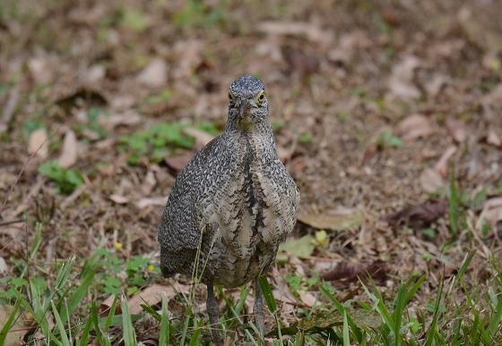 DSC_8886aaa.jpg