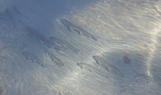 DSC_3009a.jpg