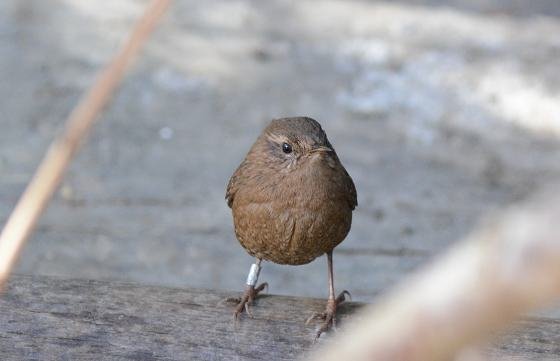 DSC_9869a.jpg