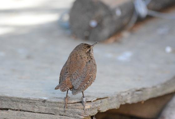 DSC_9890a.jpg
