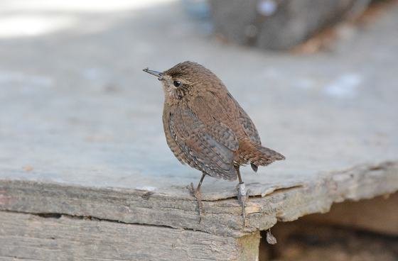 DSC_9891a.jpg