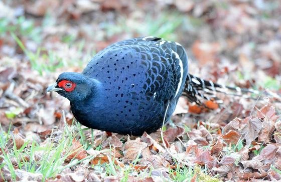 DSC_0161a.jpg