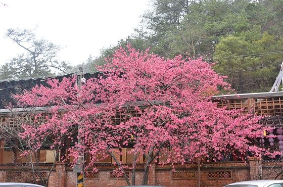 DSC_3523a.jpg