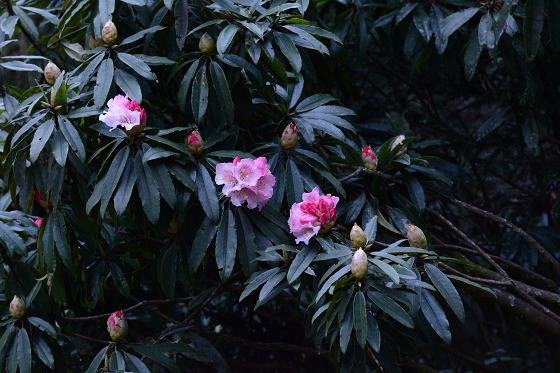 DSC_3184a.jpg