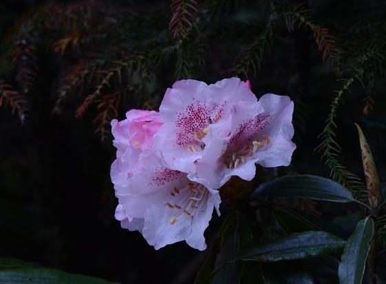 DSC_3189a.jpg